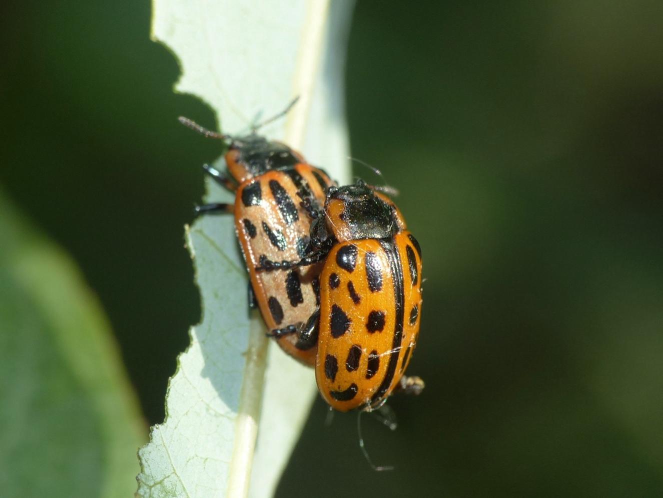 Chrysomela vigintipunctata